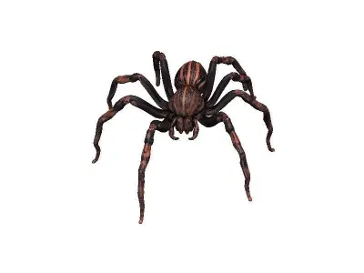 Spider Low-poly 3D model 9