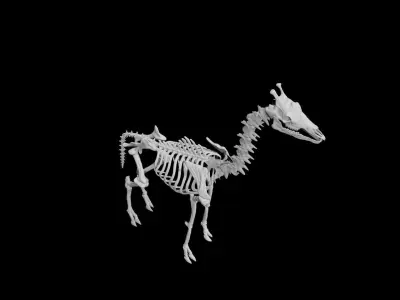 Giraffe Skeleton Low-poly 3D model