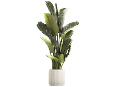 Beautiful Strelitzia and Ravenala plant in a flower pot 1328 3D model