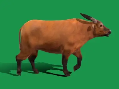 African Dwarf Forest Buffalo Low-poly 3D model