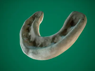 Mouthguard Low-poly 3D model
