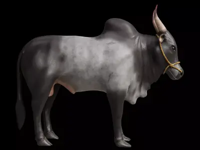 Kangayam Bull Game Ready model  Low-poly 3D model