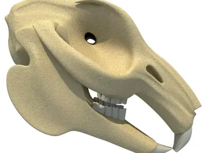 Rabbit Skull 3D model