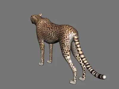 Leopard Panther Puma Jaguar Model Rig Low-poly 3D model