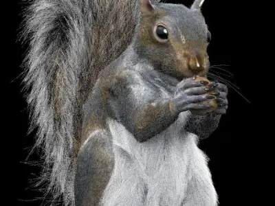 Grey Squirrel 3D model