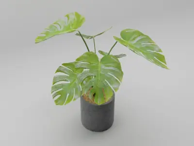 Monstera Plant 3D model