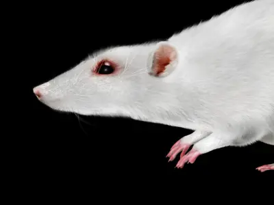 white rat 3d rig model 3D model