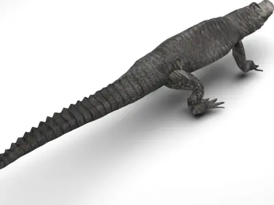 Crocodile 3D model