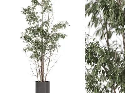 Plants collection vol 53