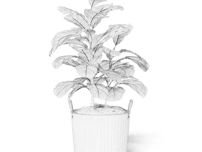 Fig Plant 3D Model in Wicker Basket 3D model