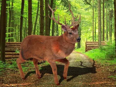 Fur Stag Deer Rigged Low-poly 3D model