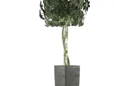 Plants Collection 69 3D model