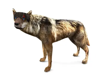 Fox rigged 3D Models low poly model Low-poly 3D model