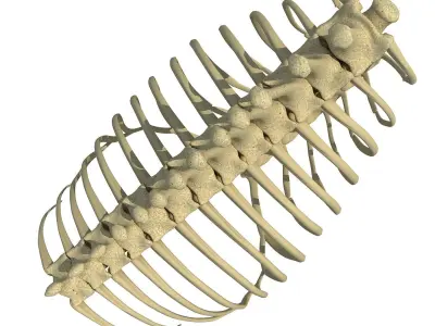 Animal Rib Cage  3D model