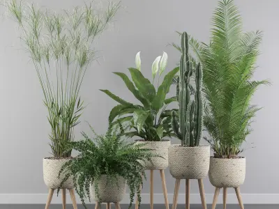 Plants collection 052 3D model