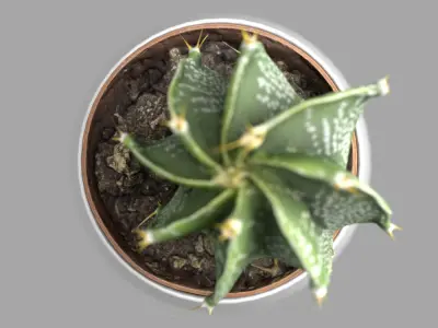 Cactus Decorative Vase 3D model