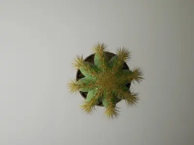 Cactus Plant in a wooden Pt 3D model 3D model