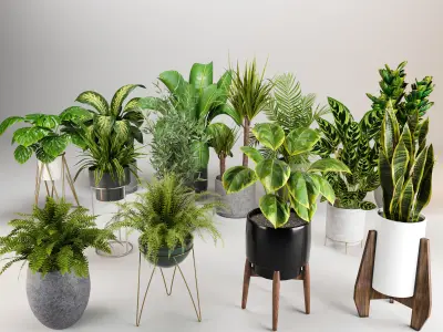 Indoor plants set 04 - collection 02 3D model
