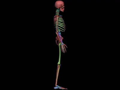 Anatomy Skeleton 3D Model Low-poly 3D model