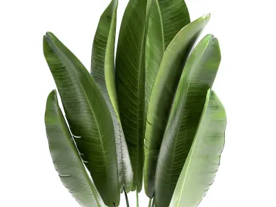 Ravenala in a rust pot for the interior 926 3D model