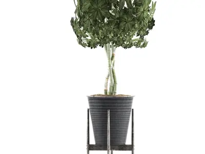Plants Collection 54 3D model