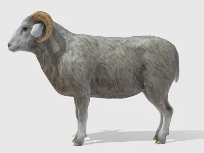 Ram realistic Low-poly 3D model