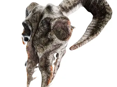 3D Ram Skull  Game and Movie Ready Asset Low-poly 3D model