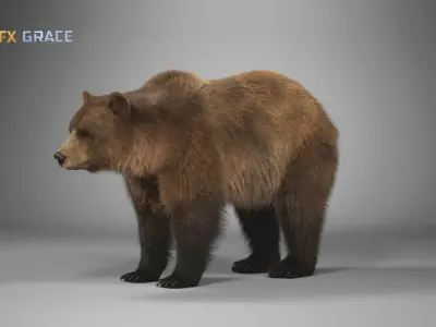 Brown Bear Female   UE Character Asset 3D model