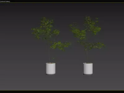 Modern Potted Green Tree 3D Model Collection 3D model