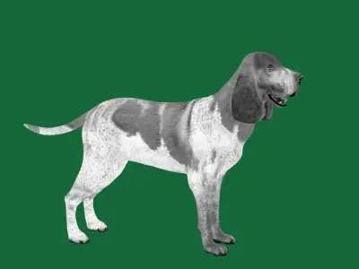 Bracco Italiano Dog 3D model