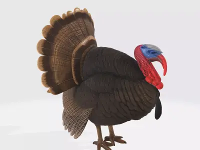 Realistic Turkey Thanksgiving Decor Wild Turkey 3D print model