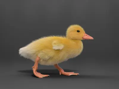 Duckling Animated VFX Grace 3D model