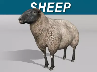Sheep - Black 3D model