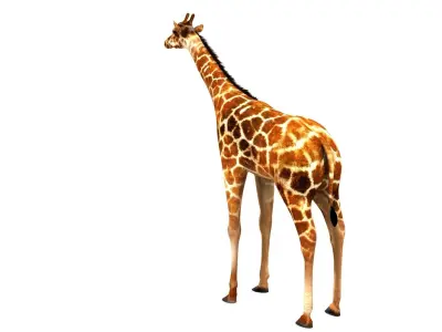 Giraffe 3D model