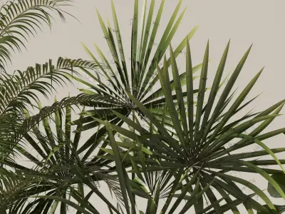 Plants collection 139 3D model