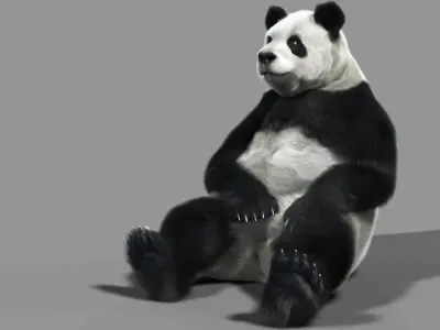 Panda A bear 3D model
