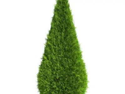 6 Thuja Shrubs 3D model