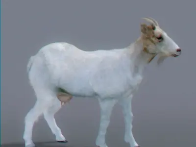 Goat 3D 3D model