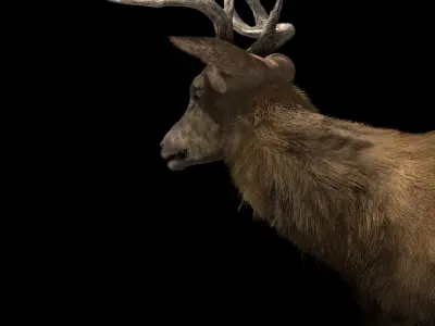 Deer fur rigged 3D model 3D model