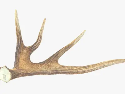 Antler deer Low-poly 3D model