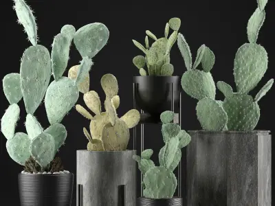 Plants Collection 17 3D model
