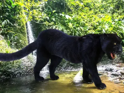 Realistic Fur Black panther Rigged Low-poly 3D model