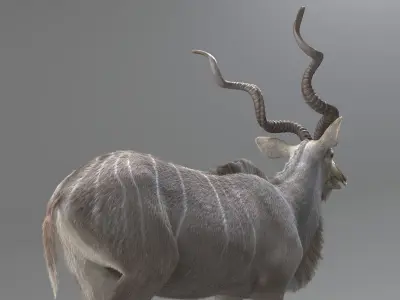 Kudu Antelope model 3D model
