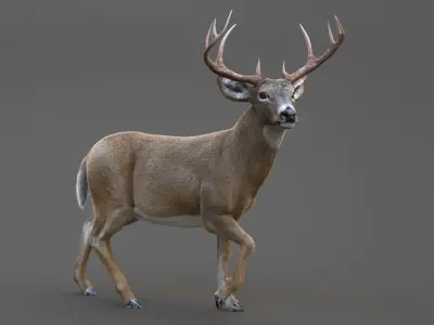 Deer 2 ANIMATED XGEN CORE 3D model