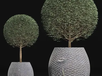 Plants Collection 149 Ligustrum Lucidum 3D model