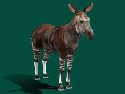 Okapi Forest Giraffe Animals Low-poly 3D model