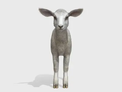Lamb realistic Low-poly 3D model