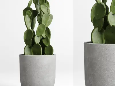 collection indoor plant 62 concrete vase cactus pot 3D model