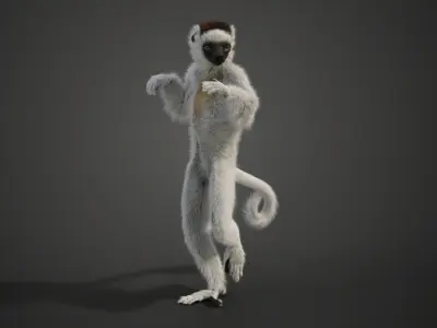 White Sifaka Animation - VFX Grace 3D model
