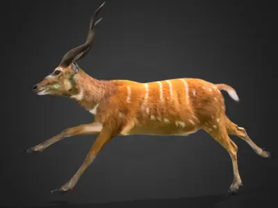 Sitatunga Antelope Realistic 3D model